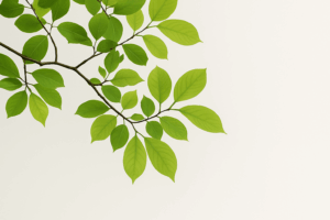 operations management growth